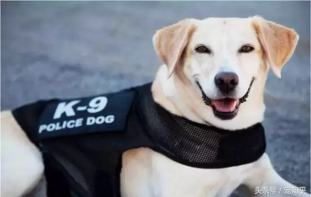 忠诚的守护者,中国国内七种常见的警犬