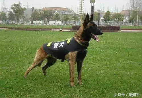 忠诚的守护者,中国国内七种常见的警犬