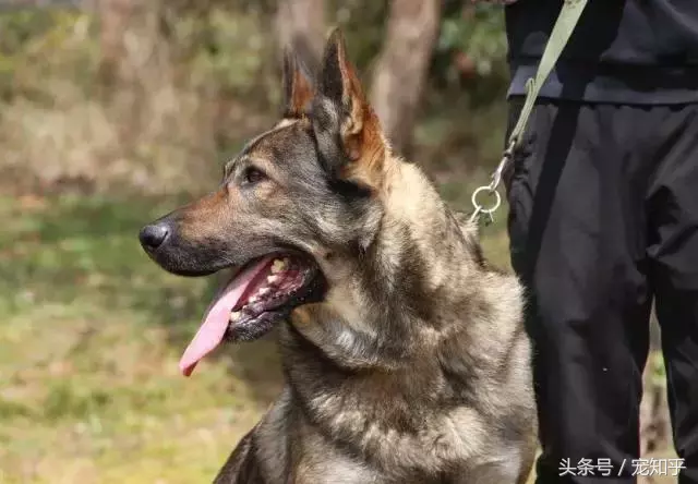 忠诚的守护者,中国国内七种常见的警犬