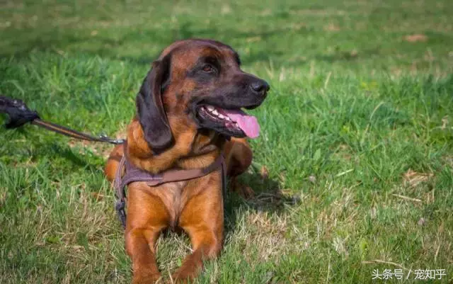 忠诚的守护者,中国国内七种常见的警犬