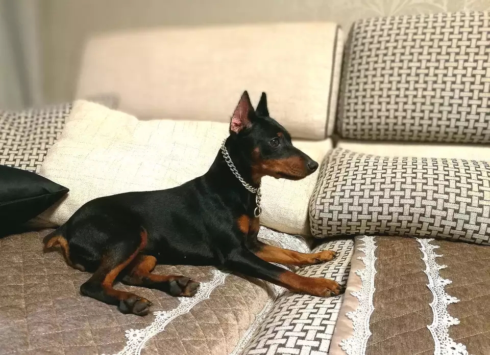 teacup doberman