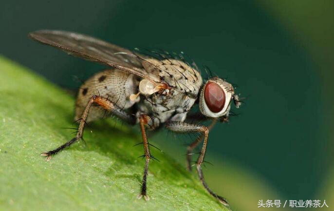 苍蝇是昆虫吗（杂食性蝇类苍蝇的主要特征介绍）