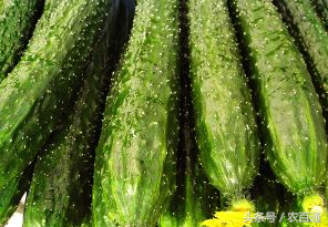 黄瓜花叶病毒怎么治（了解黄瓜花叶病毒症状及防治方法）