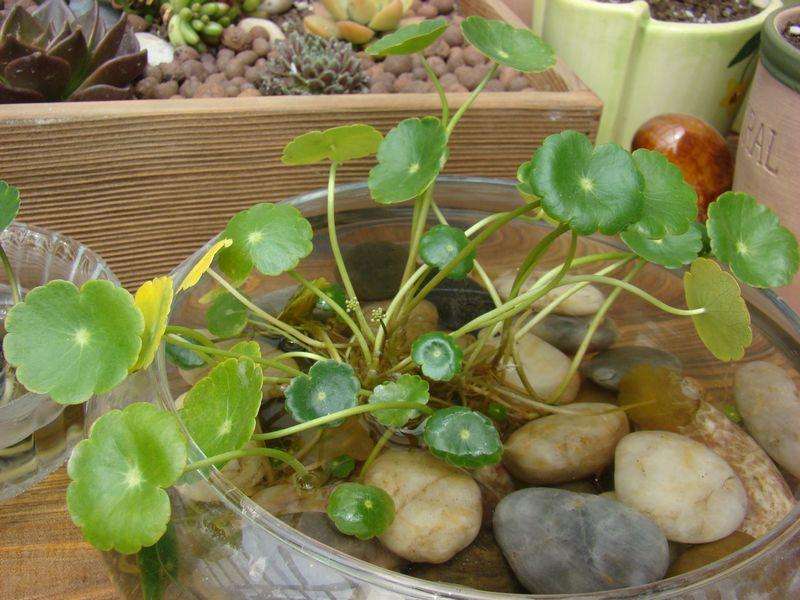铜钱草水培冬季养护技巧：如何让铜钱草在天冷时依然茂盛生长