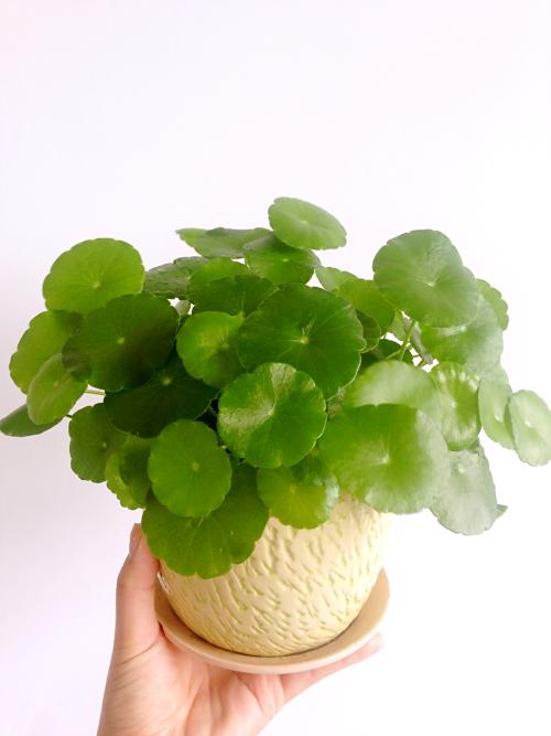 天冷了，水培得铜钱草得这么搞，小小一招，明年枝粗叶绿！