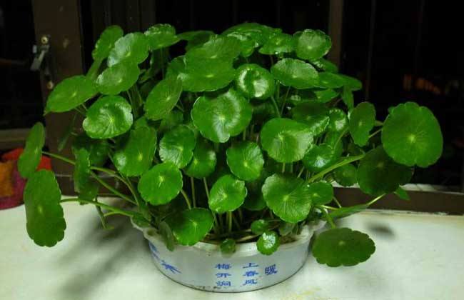 天冷了，水培得铜钱草得这么搞，小小一招，明年枝粗叶绿！