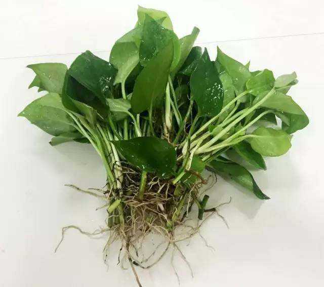 绿萝叶子动不动就变黄？就这么治，从此绿的滴油！