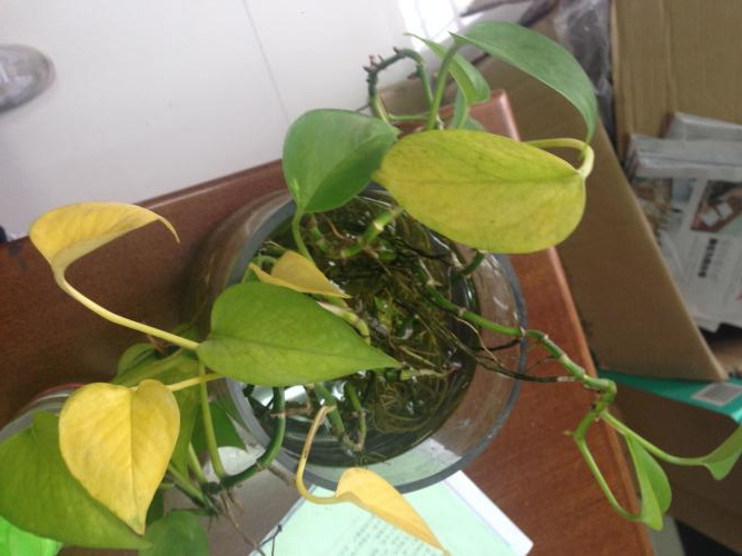 绿萝叶子动不动就变黄？就这么治，从此绿的滴油！