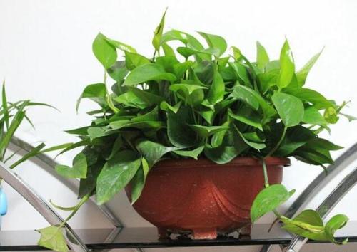 绿萝叶子动不动就变黄？就这么治，从此绿的滴油！