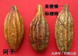 古老的西域舶来之药——诃子