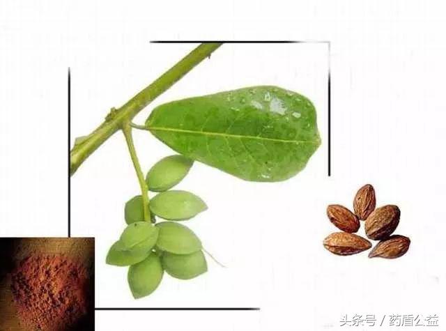 古老的西域舶来之药——诃子