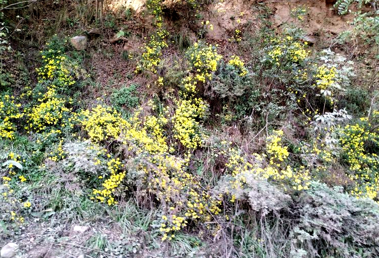 微风花似醉，采得野菊带露归（散文随笔）