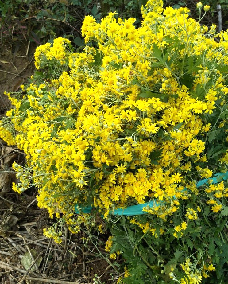 微风花似醉，采得野菊带露归（散文随笔）