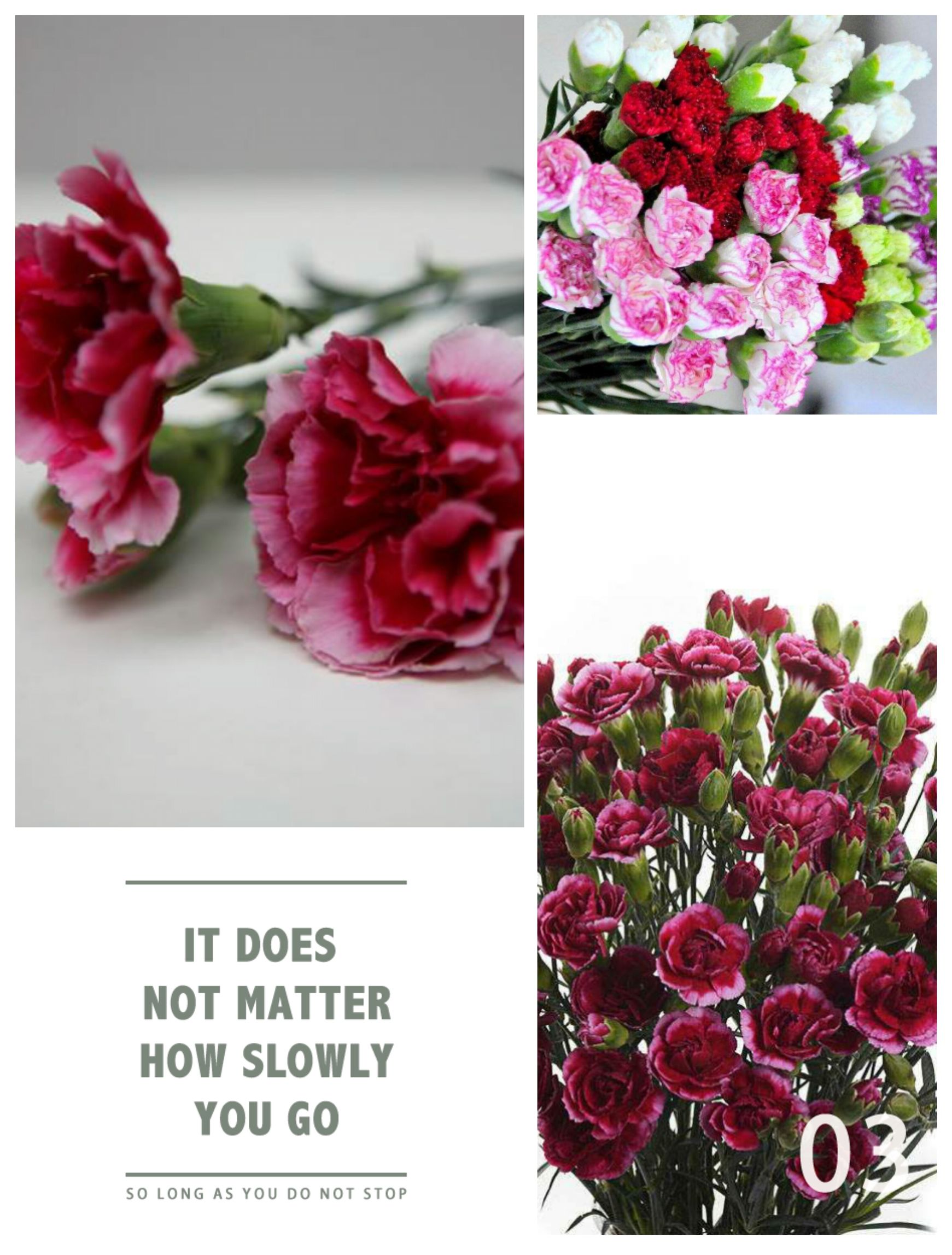 康乃馨:有着诸多的花语和传说,让人不得不爱