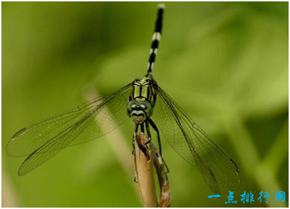 鬼蜻蜓(世界上最可怕的蜻蜓，鬼蜻蜓脚上刚毛如铁钩，飞行声音似轰炸机)