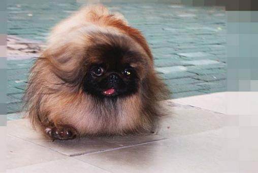 京巴犬每个眼神都有戏,怎样养好一条萌萌哒京巴犬?