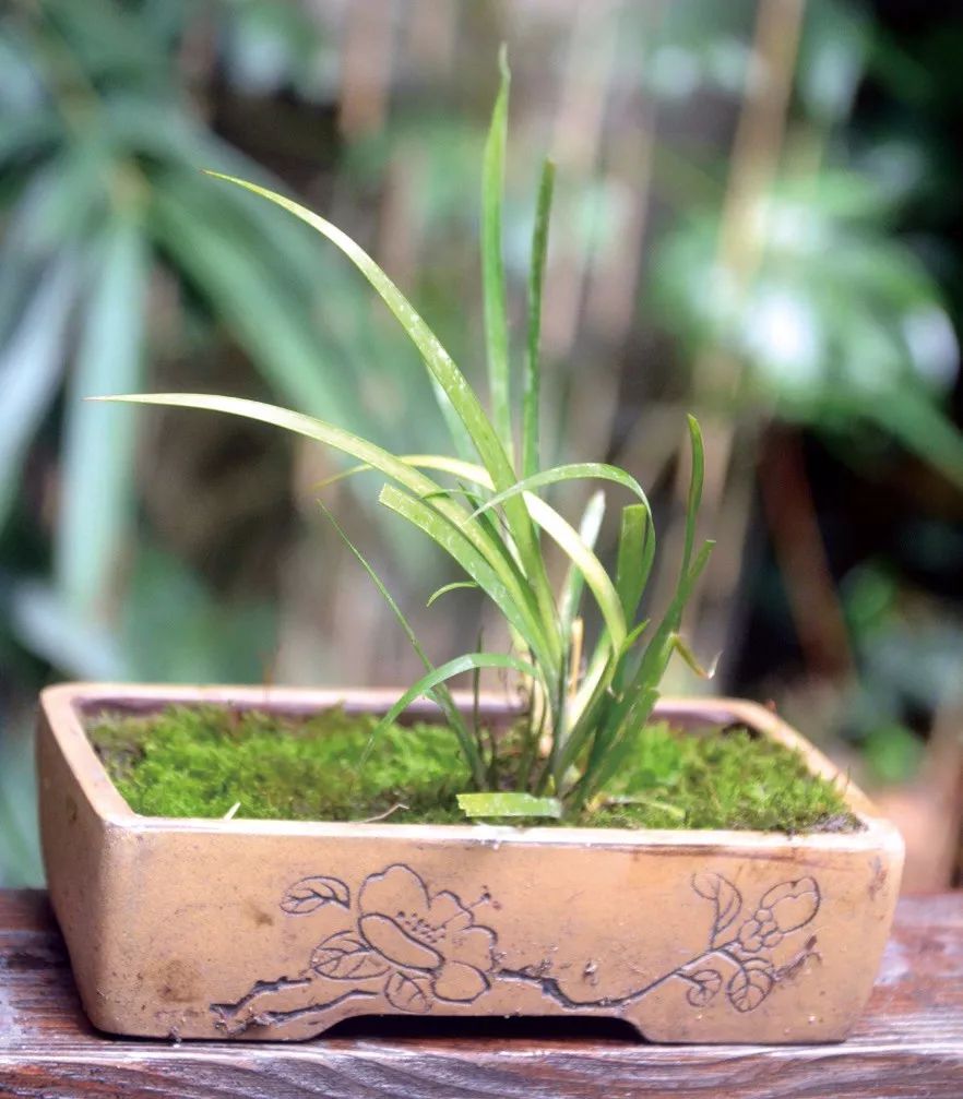 青山隐隐水迢迢，秋尽江南草未凋