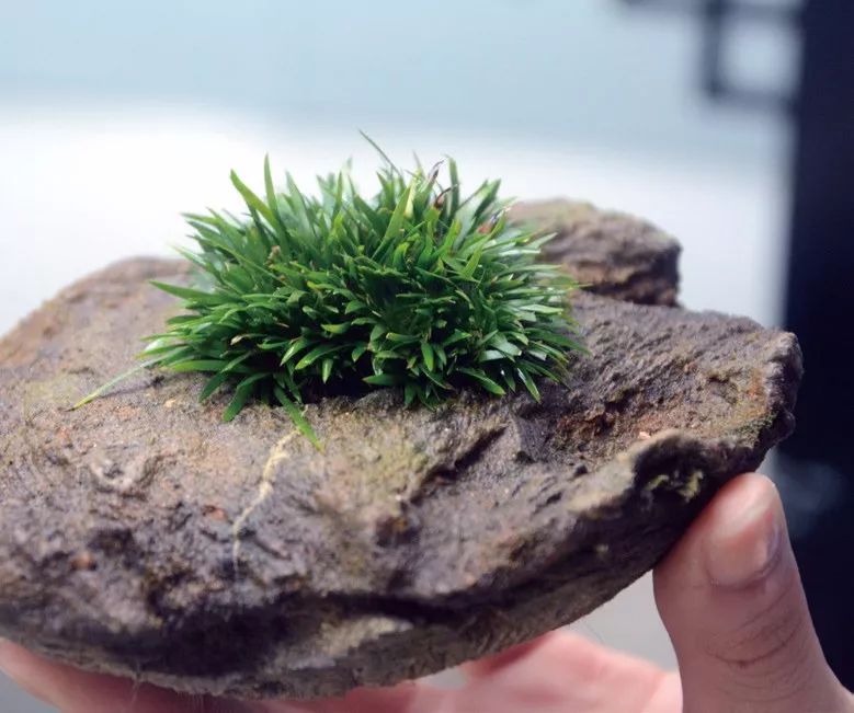 青山隐隐水迢迢，秋尽江南草未凋