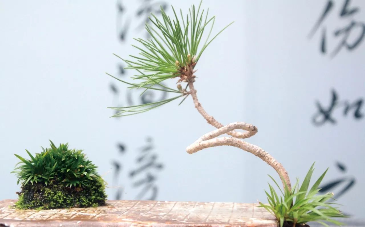 青山隐隐水迢迢，秋尽江南草未凋