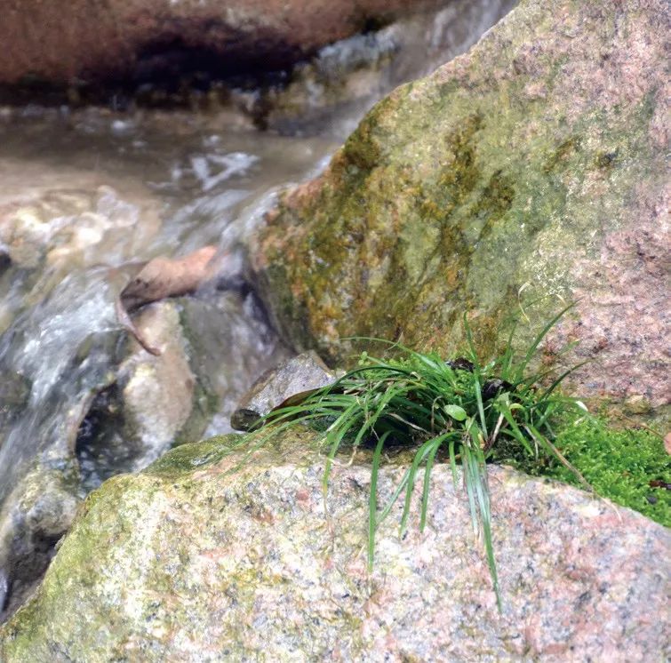 青山隐隐水迢迢，秋尽江南草未凋