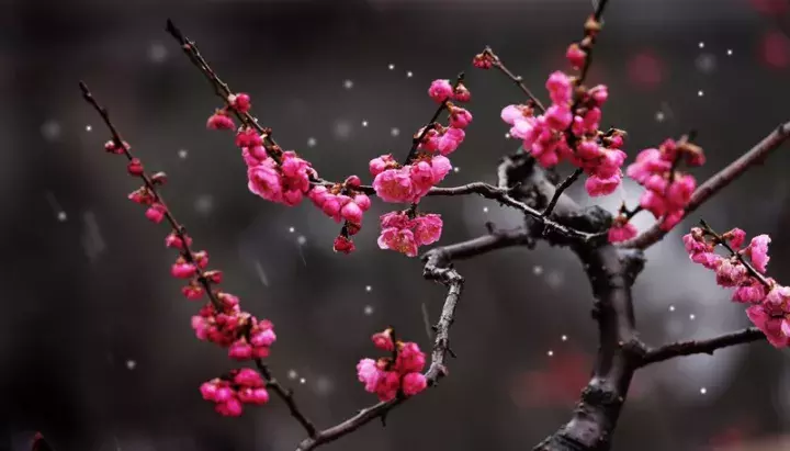 “江南无所有，聊赠一枝春”指的是哪一种梅花？