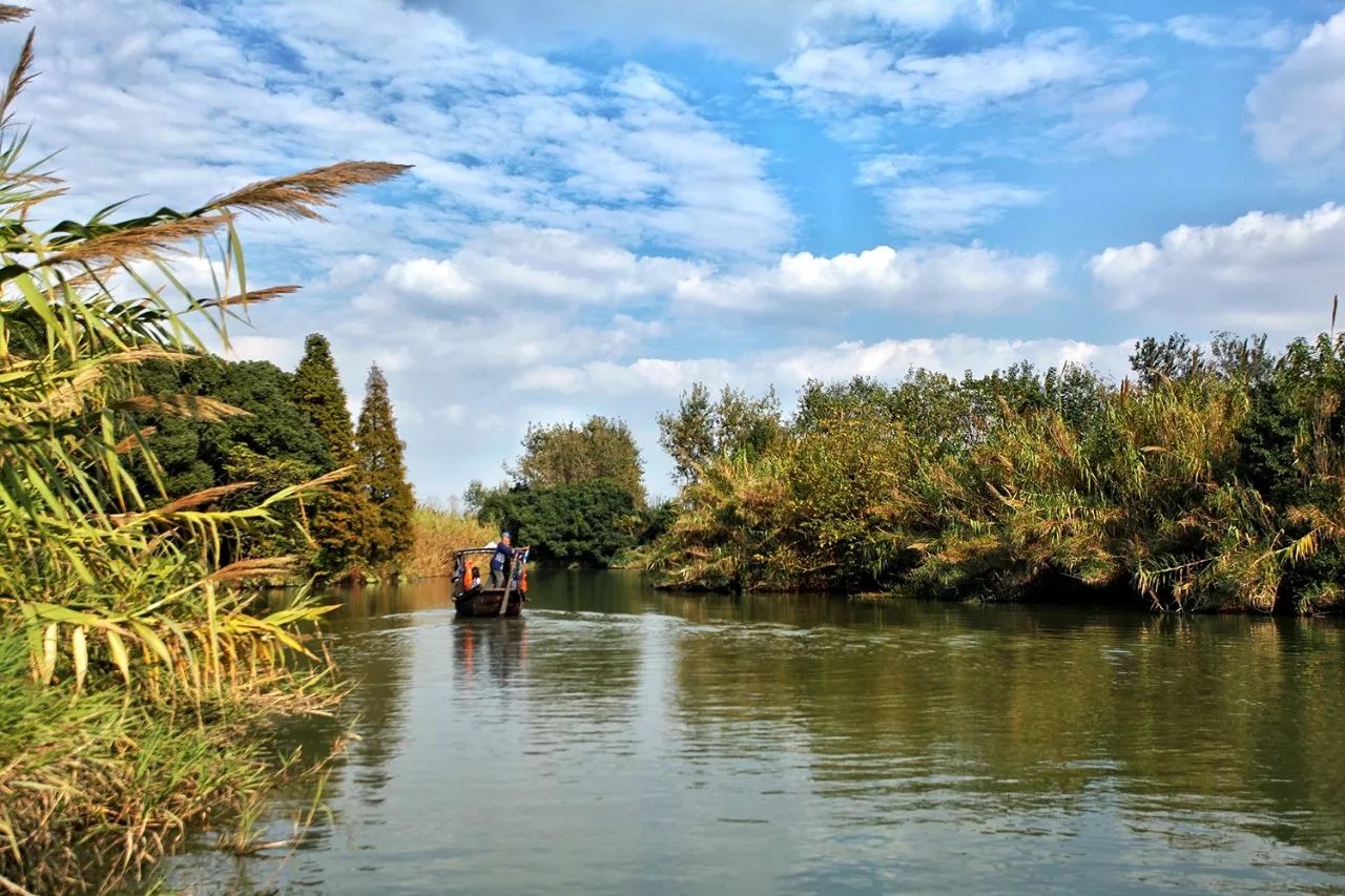 晨起,打开阳台门,看着旭日初升的芦苇荡,湖水被阳光染成金黄.