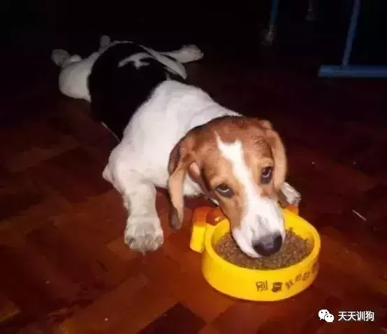 狗狗打嗝怎么办?