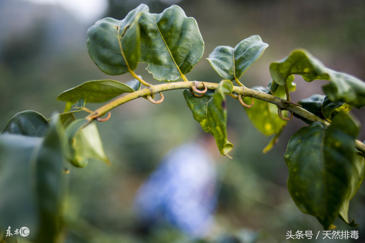 今日药典——“一克“钩藤”一克金”（专治癫痫症）