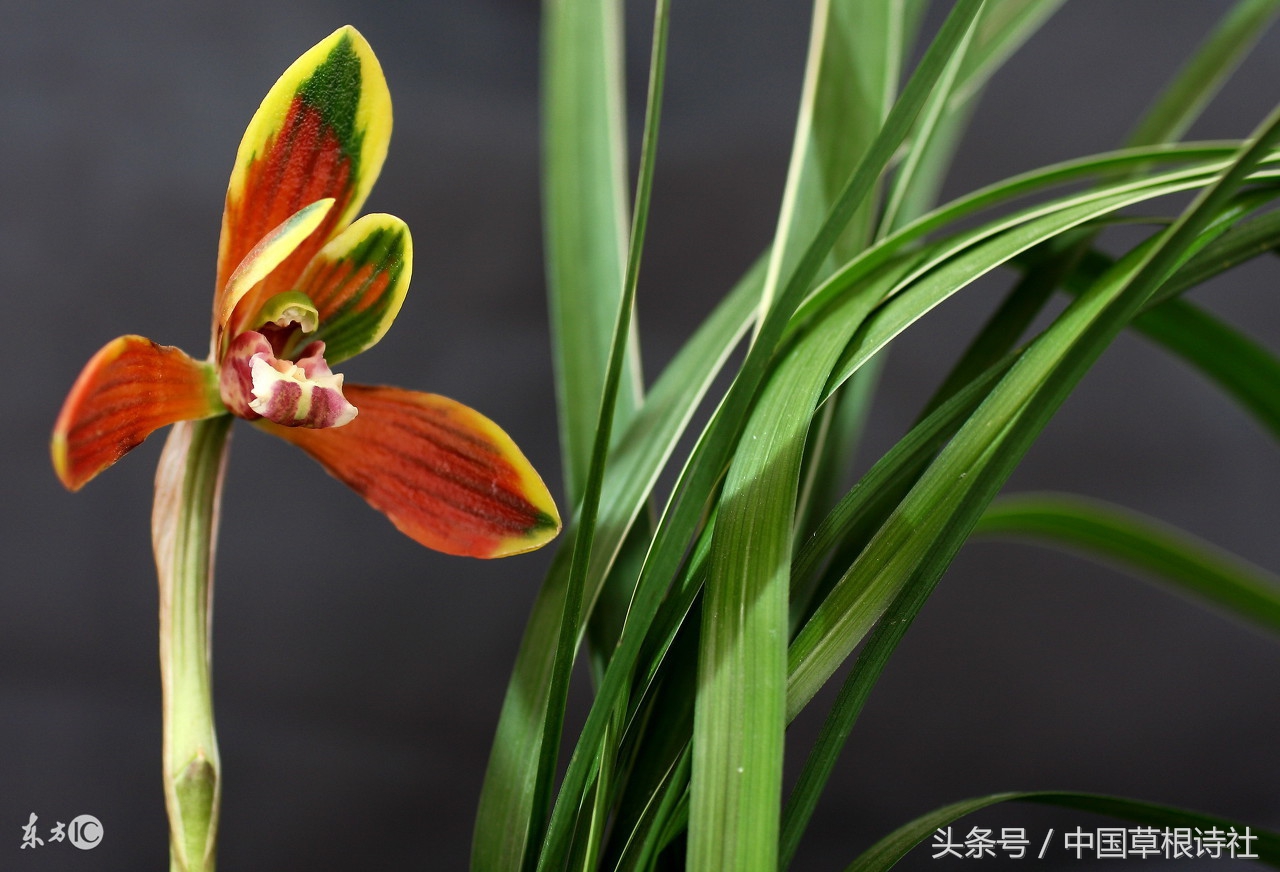 兰花吾最爱，相伴数年长
