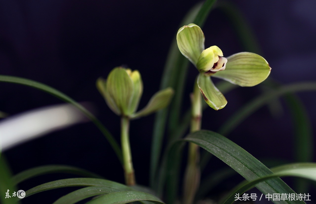 兰花吾最爱：清雅脱俗的君子之花