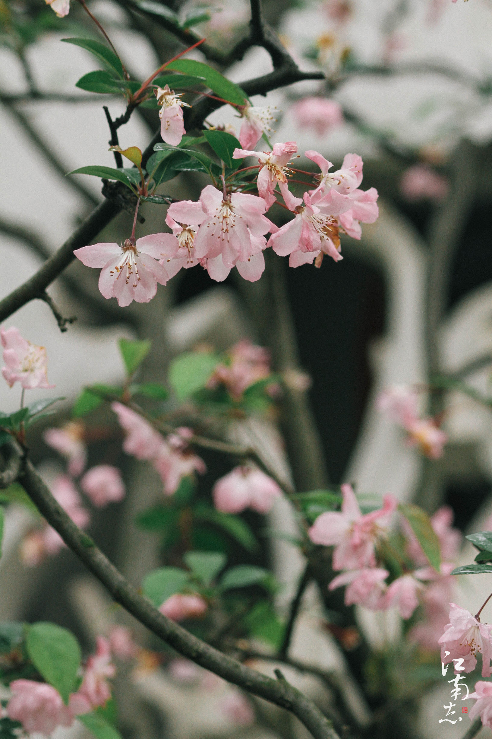 花满楼|燕子不归春事晚