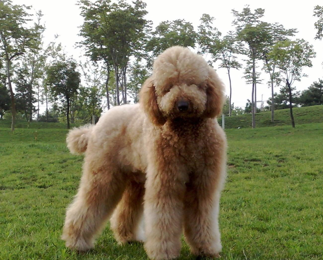 贵宾犬和泰迪犬的区别:这种超大型泰迪犬非喜欢女孩