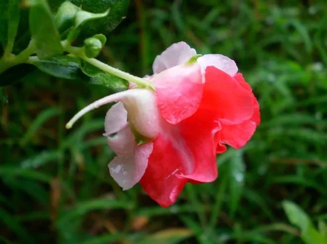 物候志｜十指沾着桃花水