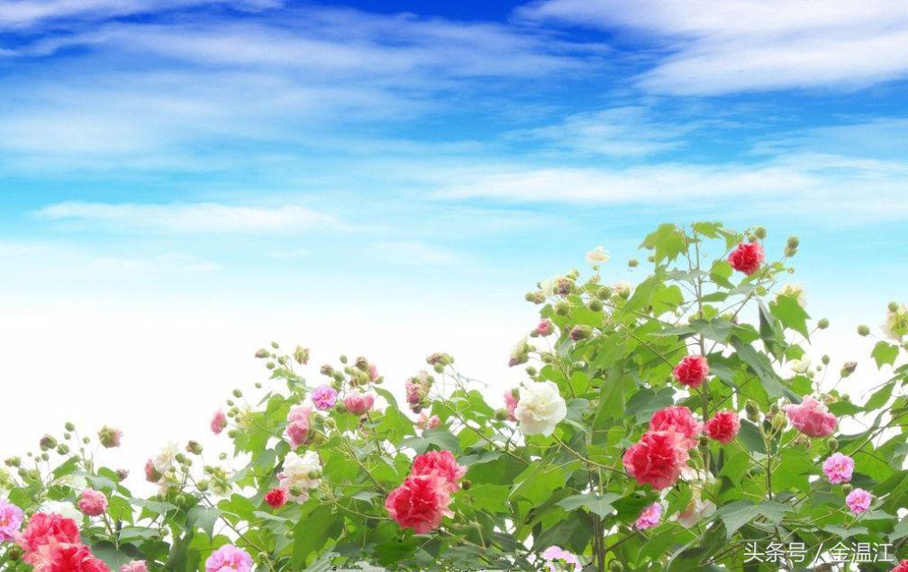 成都市花是什么花（告诉你城都市花的含义）