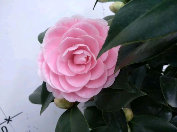家庭盆栽茶花养护方法与技巧