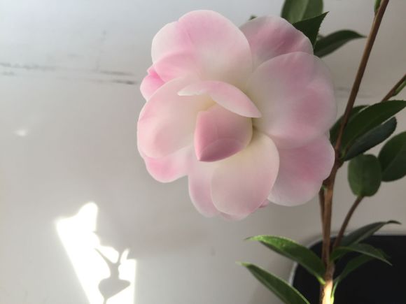 盆栽茶花就这样养，枝条粗又壮，年年花开满枝头！