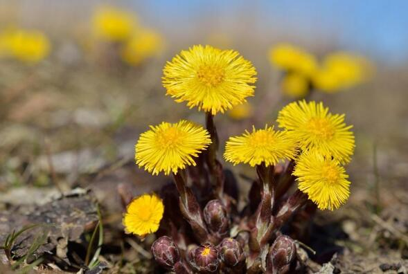 款冬花在春季是人们都会采集来代替蔬菜,味道是香美可口