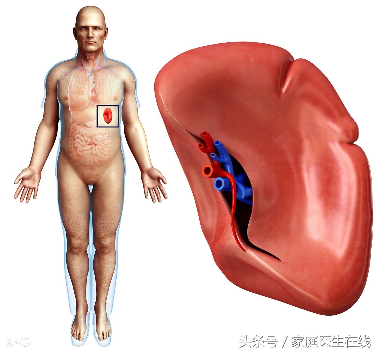 皮肤暗黄的原因有哪些（女性皮肤暗黄的原因和美白的方法）