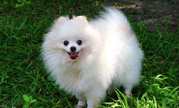 怎样喂养狐狸狗