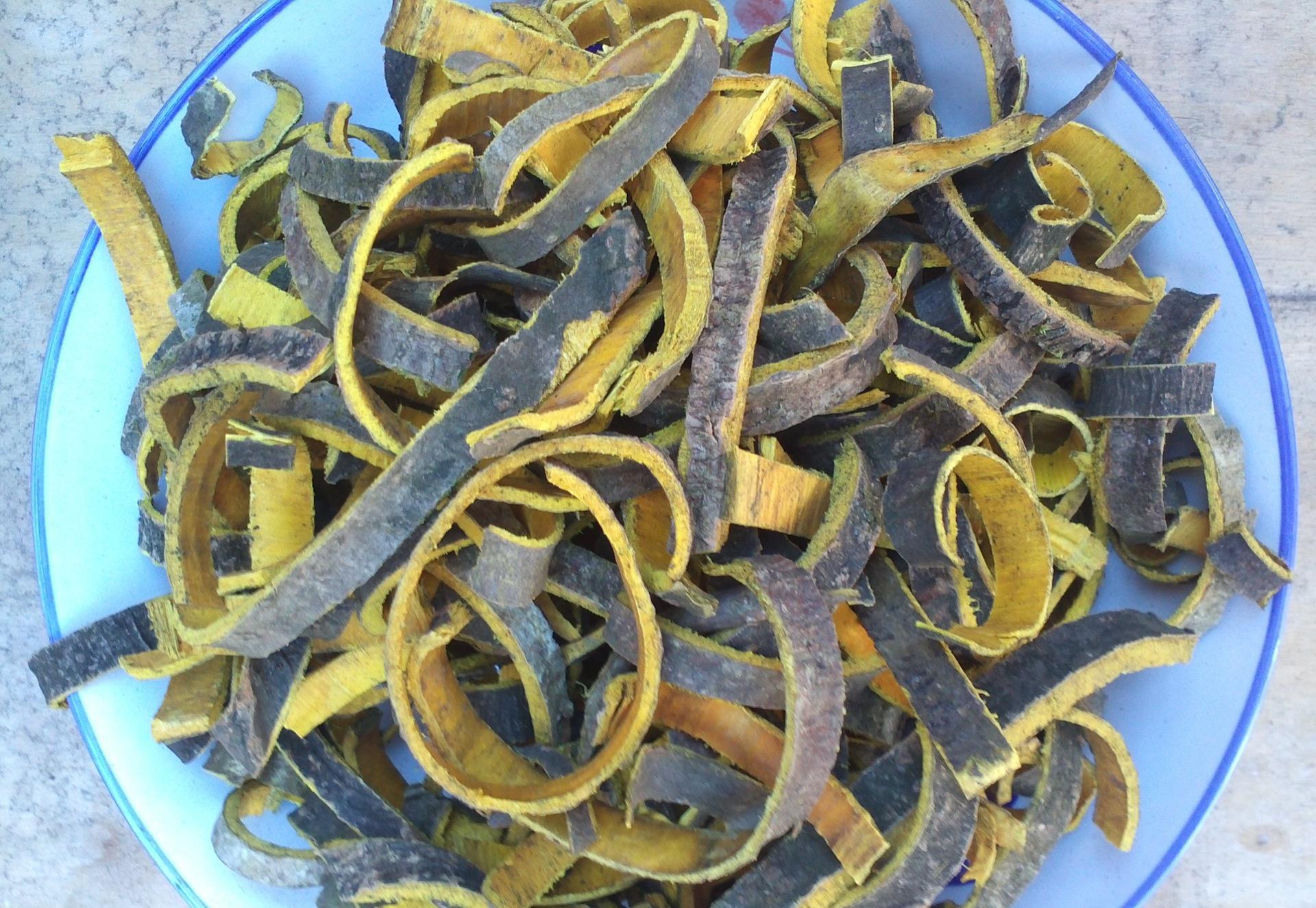 黄柏的功效与作用及禁忌