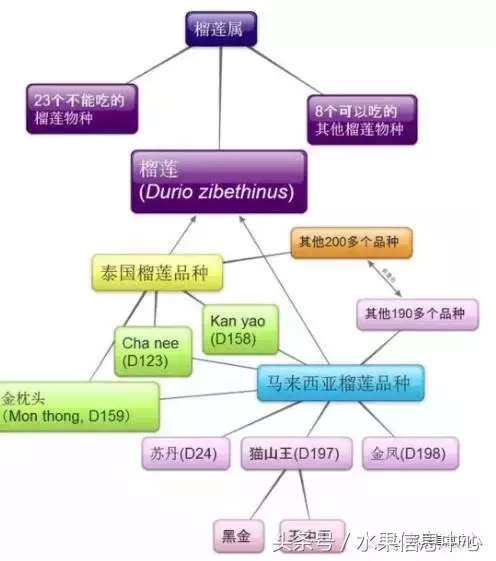 榴莲产地有（史上最全榴莲品种产地分类大全）