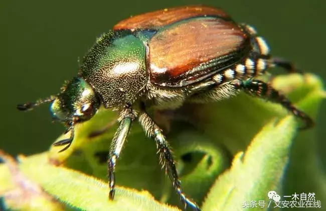 昆虫有哪些图片和名字，常见昆虫图片和介绍