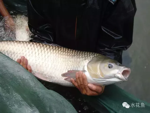 鯽魚和鯉魚的區別(鯉科六大魚類的生物學特徵和辨析)