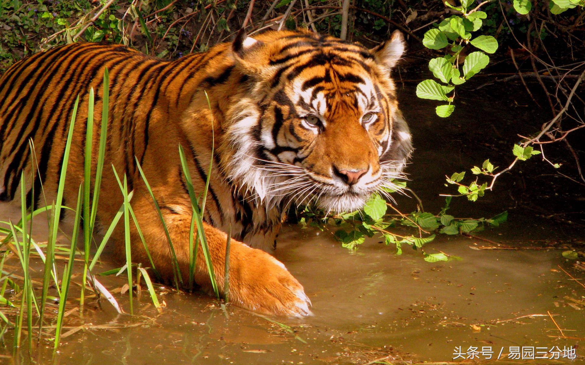 十二生肖生年论命之寅虎