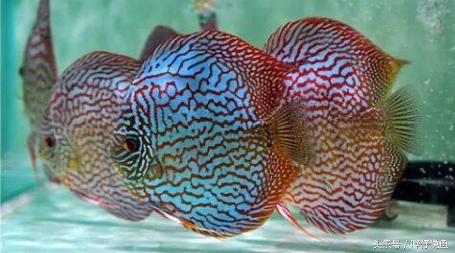 听说,养七彩神仙鱼的人都是老男人,你同意吗?