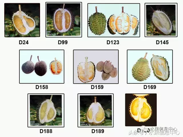 榴莲产地有（史上最全榴莲品种产地分类大全）