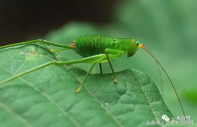 昆虫有哪些图片和名字，常见昆虫图片和介绍