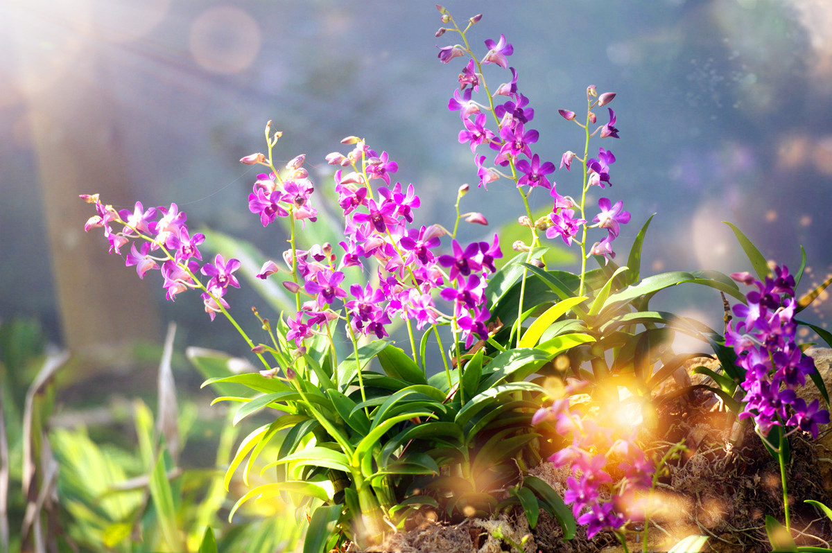 幽兰的诗词兰花幽香的诗