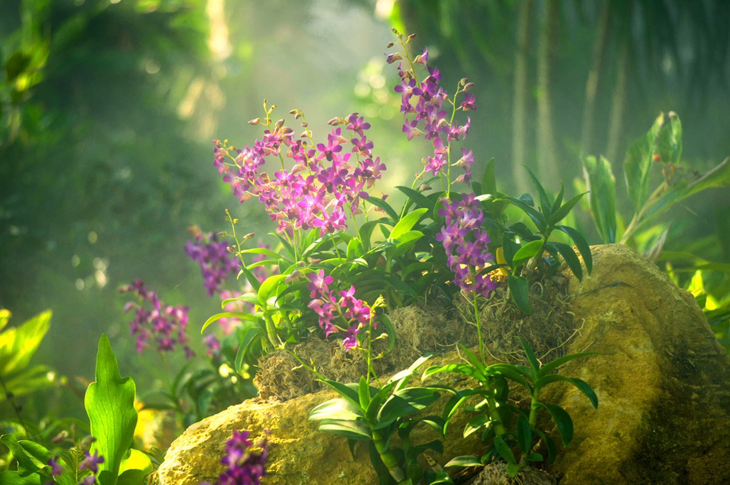 幽兰的诗词兰花幽香的诗