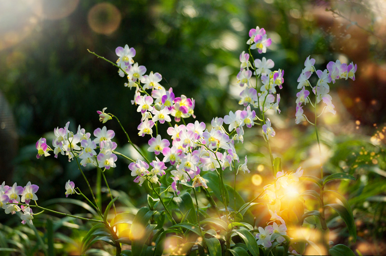 幽兰的诗词兰花幽香的诗